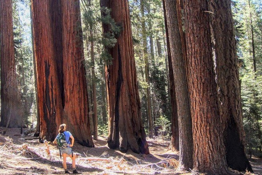 A person hiking in a forest with tall redwood trees. 4