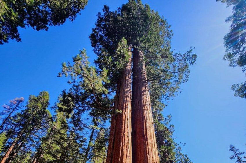 A tall redwood tree with a clear blue sky in the background. 5