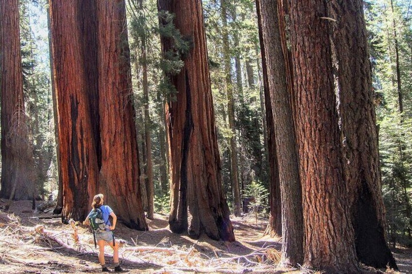 Standing next to the big trees 2