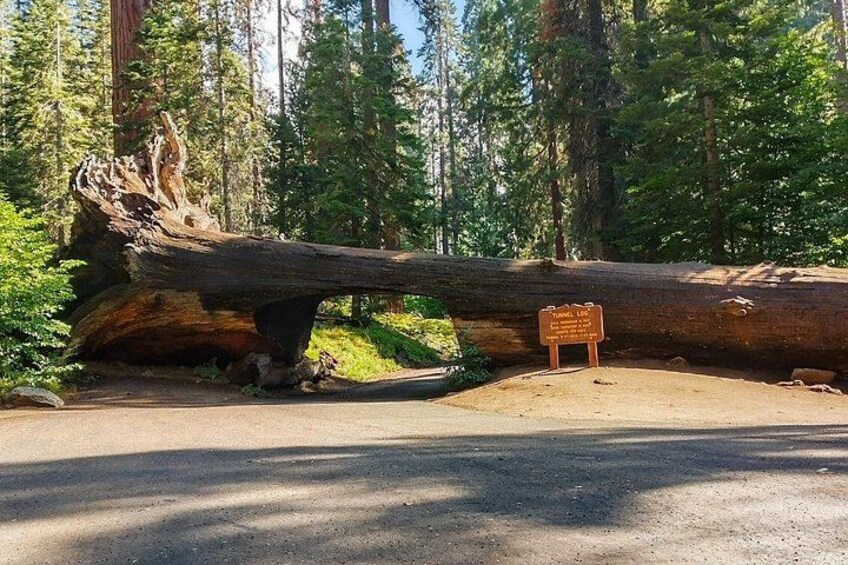 Drive through Tunnel Log 2