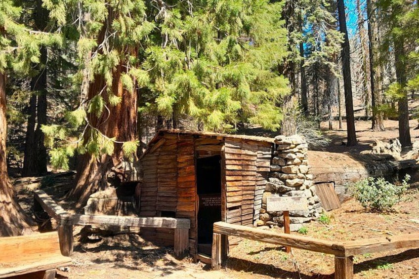 A rustic wooden cabin surrounded by tall pine trees. 2