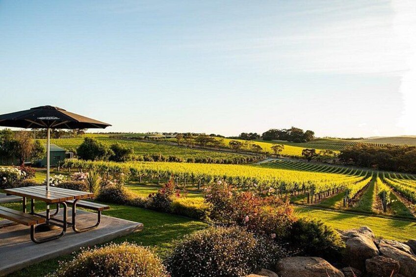 A vineyard with rows of grapevines, a picnic table, and a gazebo. 2