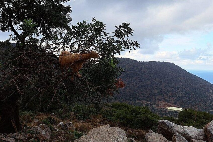 Small Group Tour to Zeus Cave Lasithi Plateau Pottery&Olive Mill 5