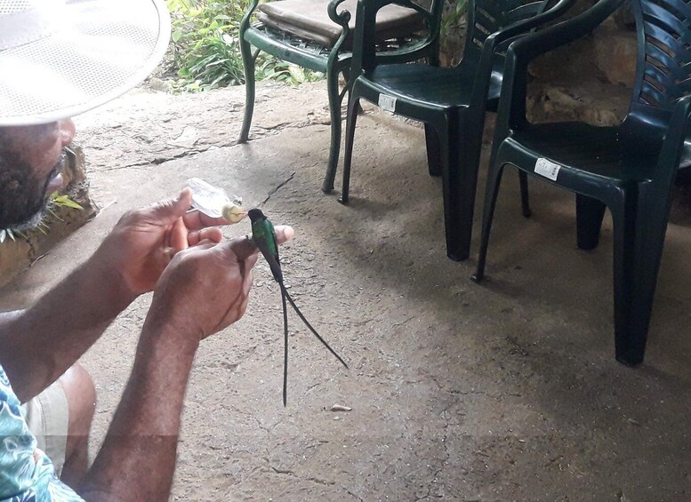 Rocklands Bird Sanctuary: 2-Hour Montego Bay Return Transfer 2