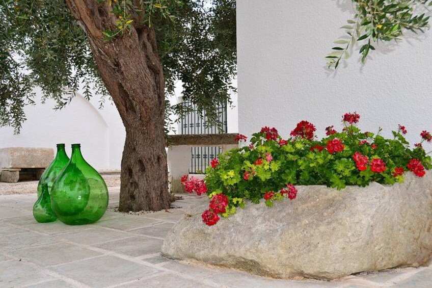 Cooking classe in a typical Farmhouse surrounded by Olive trees 5