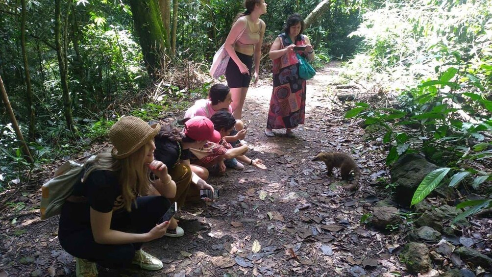 Picture 12 for Activity Rio: Half-Day Jeep Tour at Floresta da Tijuca 5