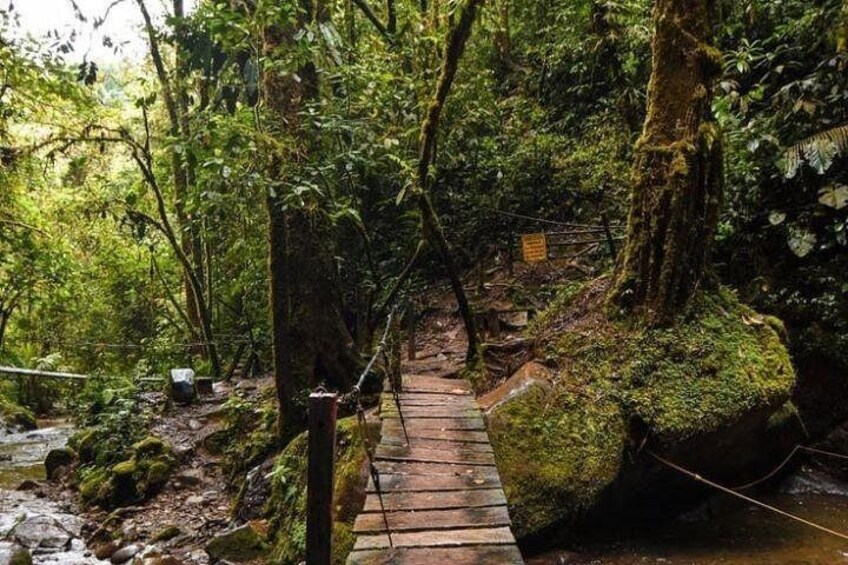Private Tour to Salento, Cocora Valley and Philandia 1