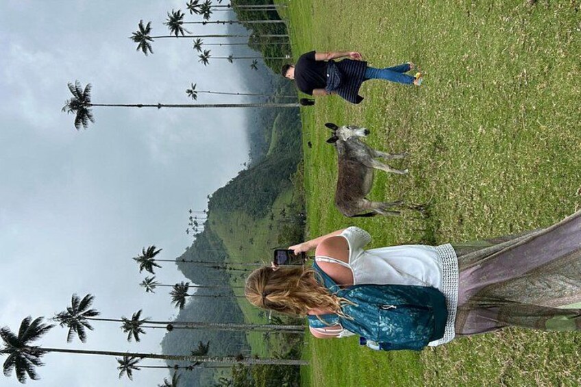 Private Tour to Salento, Cocora Valley and Philandia 3