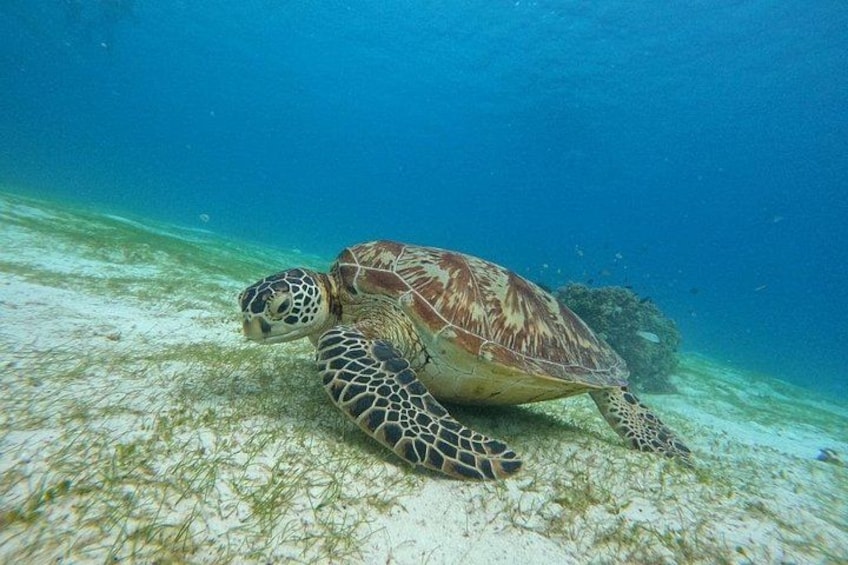 Una tortuga marina nadando bajo el agua, con un lecho marino arenoso y algunas algas. 1