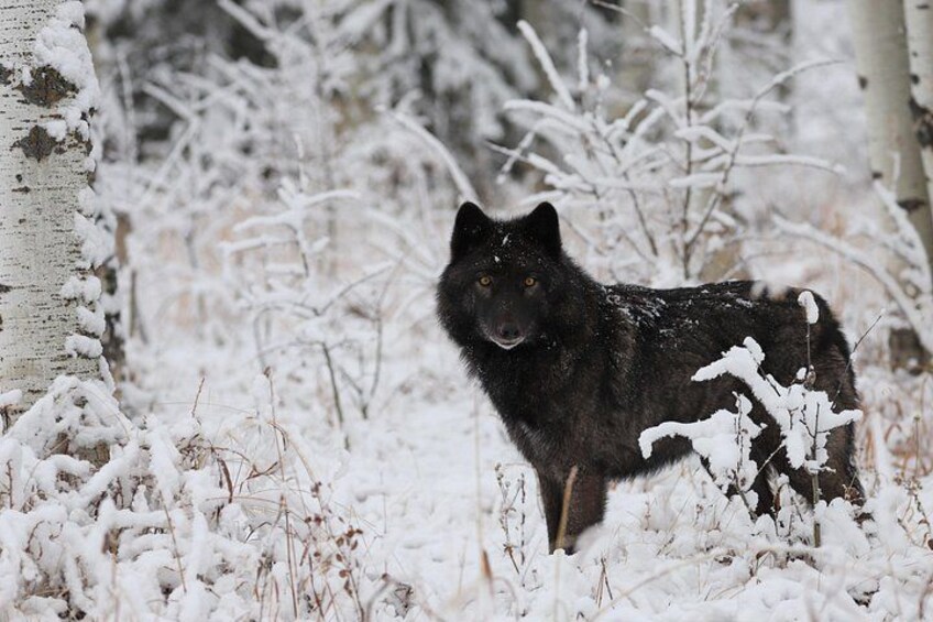 Yamnuska Wolfdog Sanctuary Walk Ticket in Canada 1
