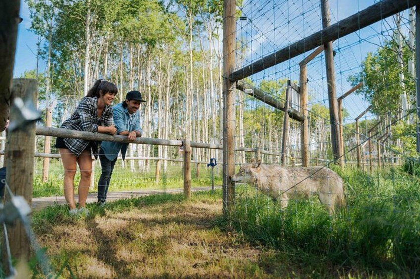 Yamnuska Wolfdog Sanctuary Walk Ticket in Canada 3