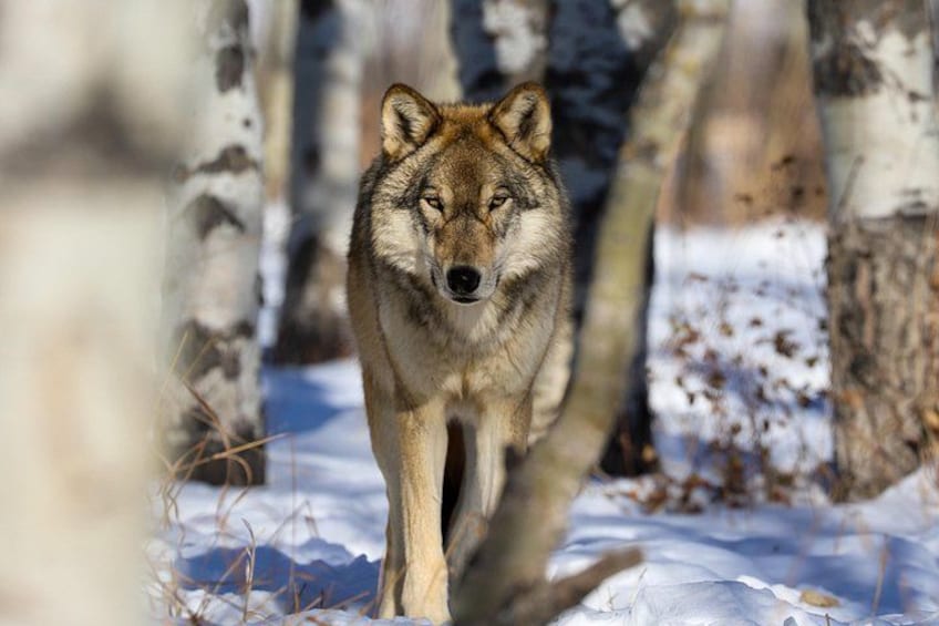 A wolf walking through a snowy forest. 2