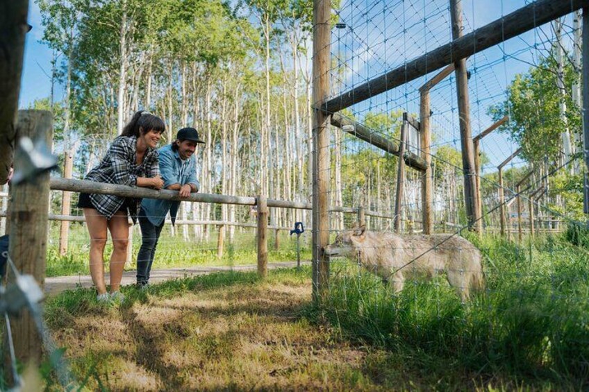 Yamnuska Wolfdog Sanctuary Walk Ticket in Canada 2