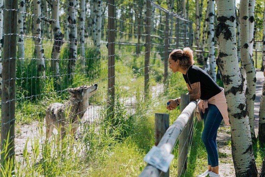 Yamnuska Wolfdog Sanctuary Walk Ticket in Canada 2