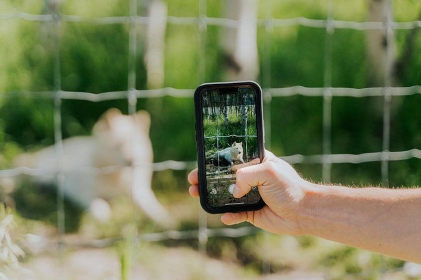 A hand holding a smartphone with a photo of a bear behind a wire fence. 3