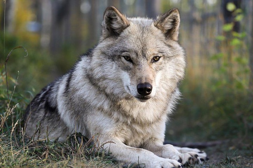 Yamnuska Wolfdog Sanctuary Walk Ticket in Canada 5