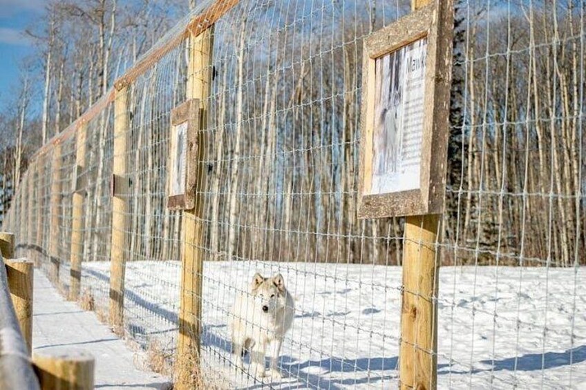 Yamnuska Wolfdog Sanctuary Walk Ticket in Canada 4