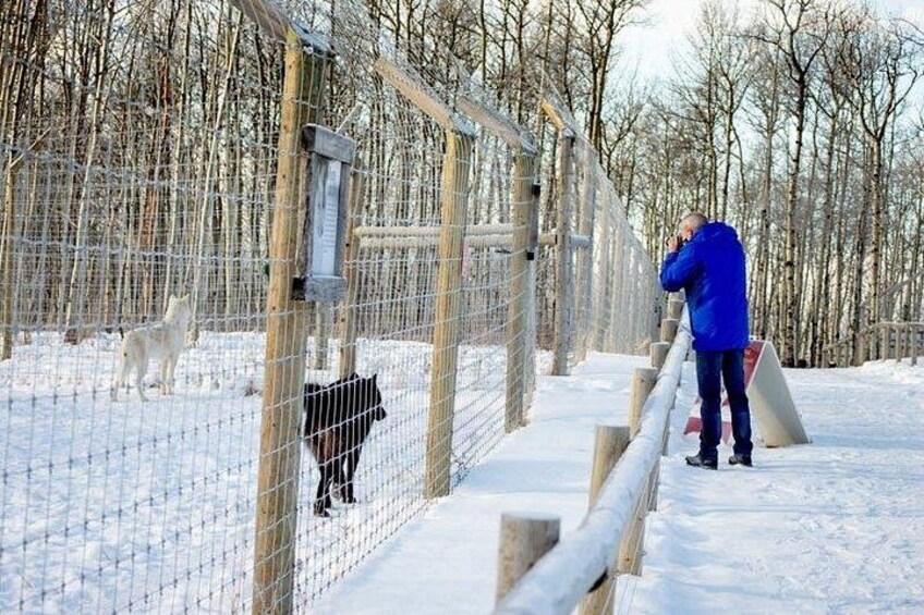 Yamnuska Wolfdog Sanctuary Walk Ticket in Canada 2