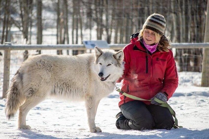 Yamnuska Wolfdog Sanctuary Walk Ticket in Canada 2
