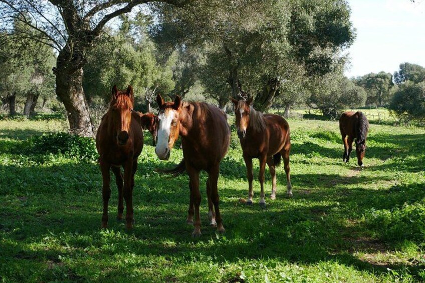 Meditation Activity: Mindfulness with Horses in Zahora 5