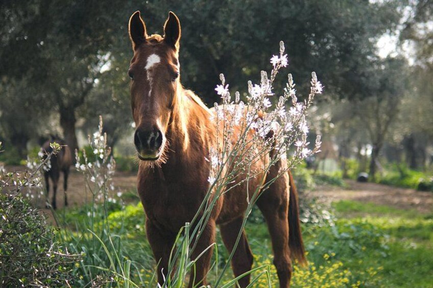 Meditation Activity: Mindfulness with Horses in Zahora 4