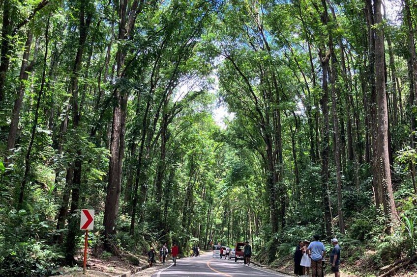 Man Made Forest 4