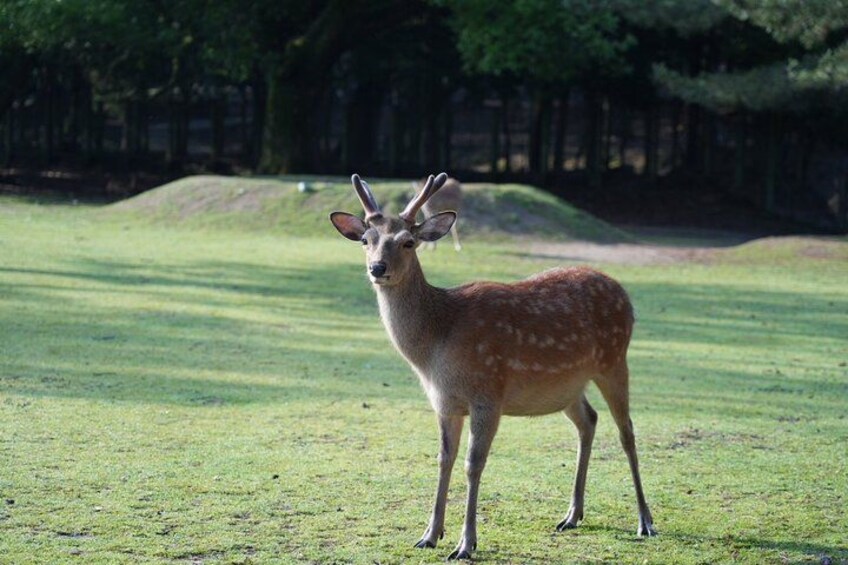 A deer standing on a grassy field with trees in the background. 4