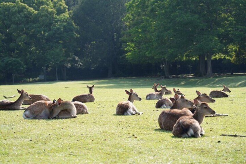 Un grupo de ciervos descansando en un campo cubierto de hierba, con árboles al fondo. 3
