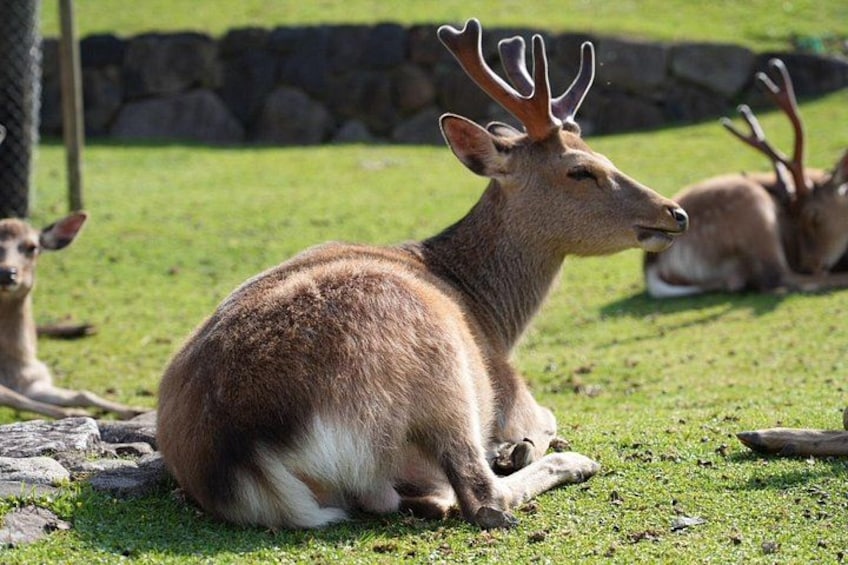 Nara Early Morning Tour Kyoto or Osaka Departure Available 5
