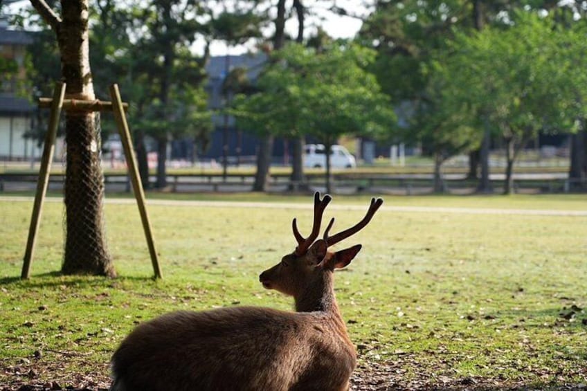 Nara Early Morning Tour Kyoto or Osaka Departure Available 5