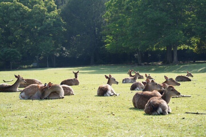 Nara Early Morning Tour Kyoto or Osaka Departure Available 3