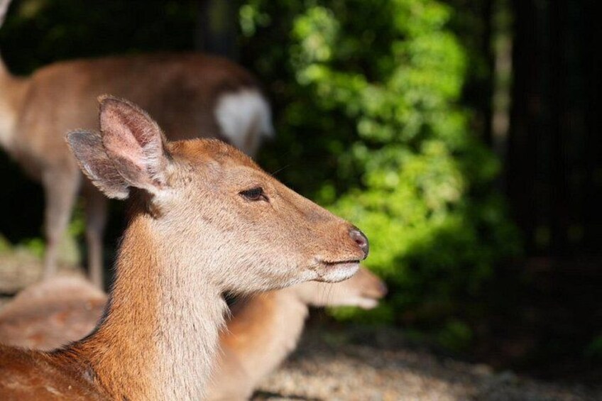Nara Early Morning Tour Kyoto or Osaka Departure Available 3