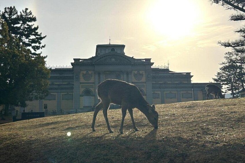 Nara Early Morning Tour Kyoto or Osaka Departure Available 4