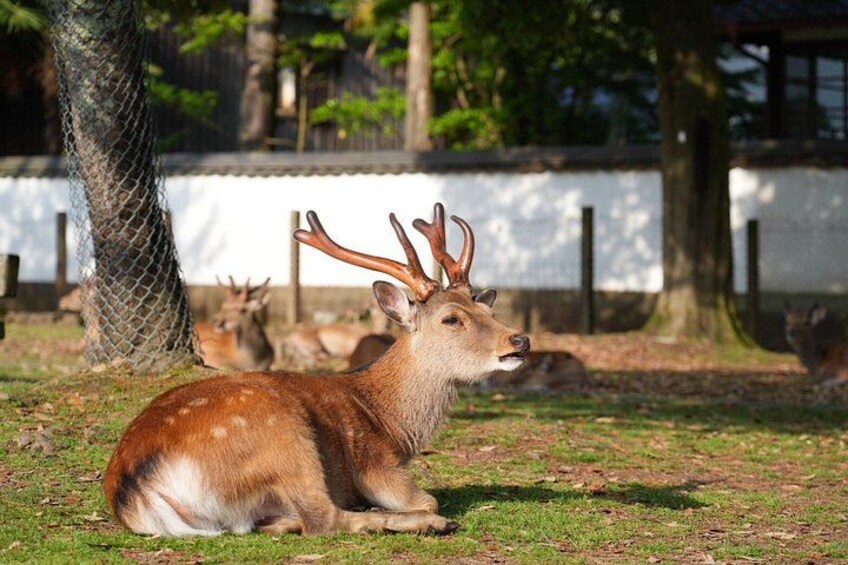 Nara Early Morning Tour Kyoto or Osaka Departure Available 5