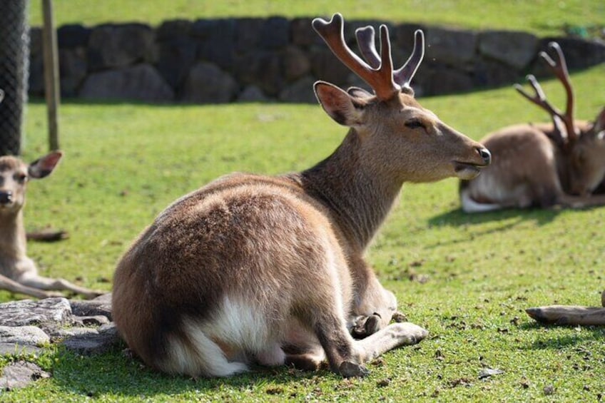 Nara Early Morning Tour Kyoto or Osaka Departure Available 3