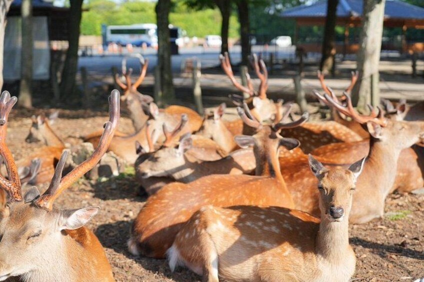 Nara Early Morning Tour Kyoto or Osaka Departure Available 1
