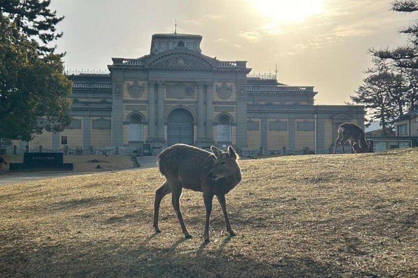 Nara Early Morning Tour Kyoto or Osaka Departure Available 5