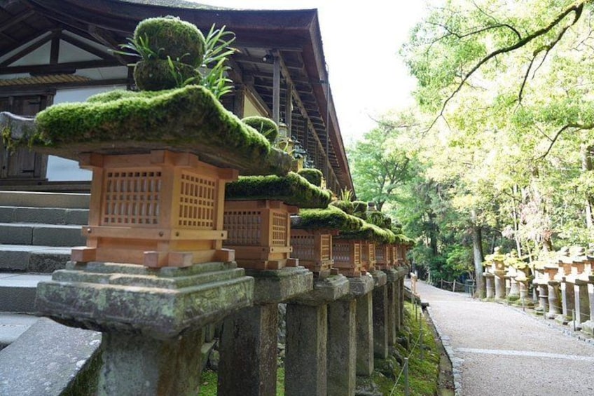 Nara Early Morning Tour Kyoto or Osaka Departure Available 2