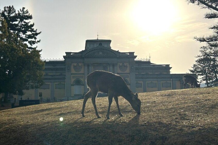 Nara Early Morning Tour Kyoto or Osaka Departure Available 5