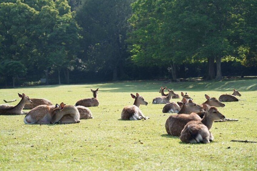 Nara Early Morning Tour Kyoto or Osaka Departure Available 3