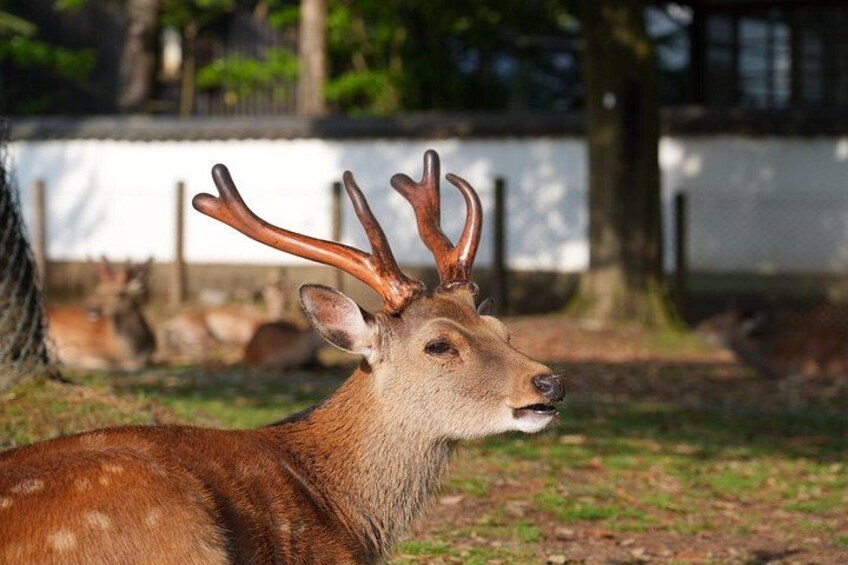 Nara Early Morning Tour Kyoto or Osaka Departure Available 2