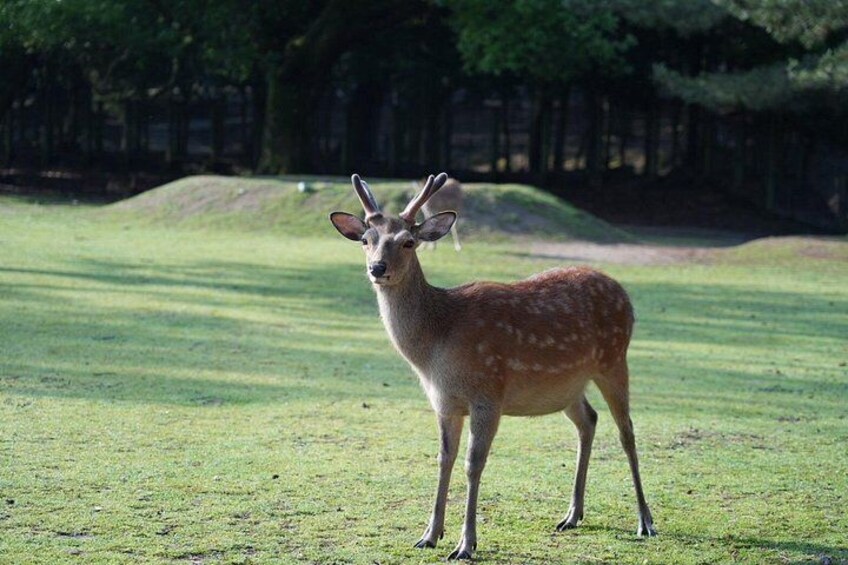 Un cerf se tient dans un champ herbeux, avec des arbres en arrière-plan. 4