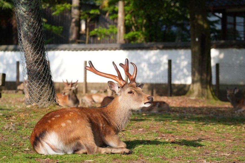 Nara Early Morning Tour Kyoto or Osaka Departure Available 5