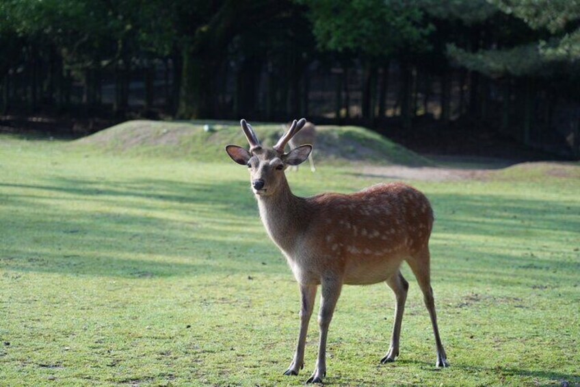 Nara Early Morning Tour Kyoto or Osaka Departure Available 5