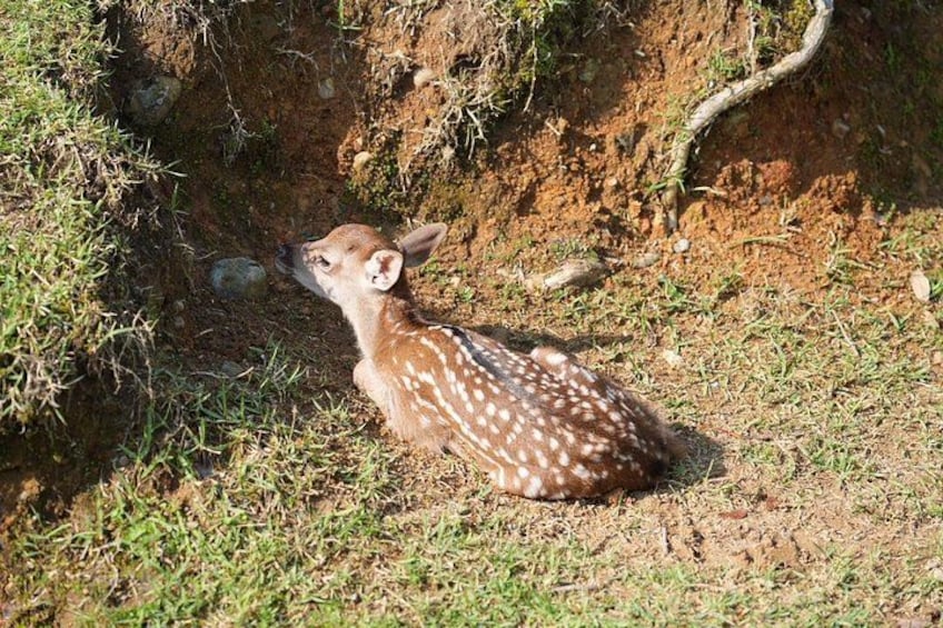 Nara Early Morning Tour Kyoto or Osaka Departure Available 3