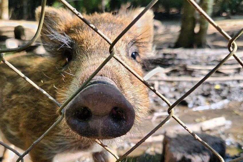 Wild pig 3