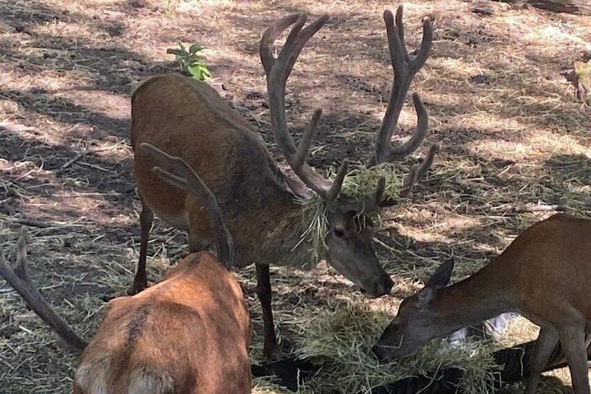 Red Deer 4