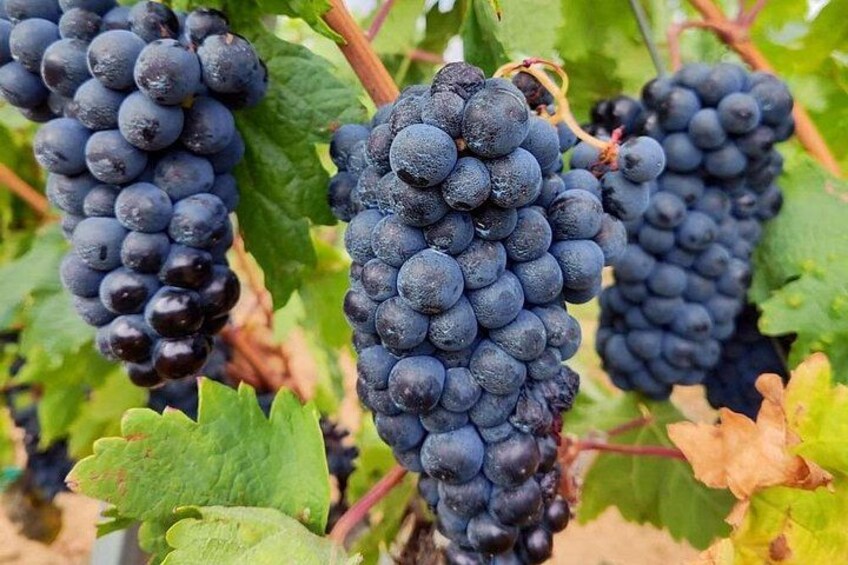 Marques de Riscal and Ysios Rioja Wine Tour and Lunch from Bilbao 2
