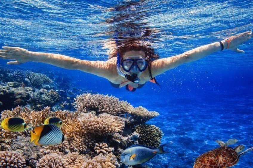Lovina Dolphin Tour, Swimming with Dolphin and Snorkeling 2