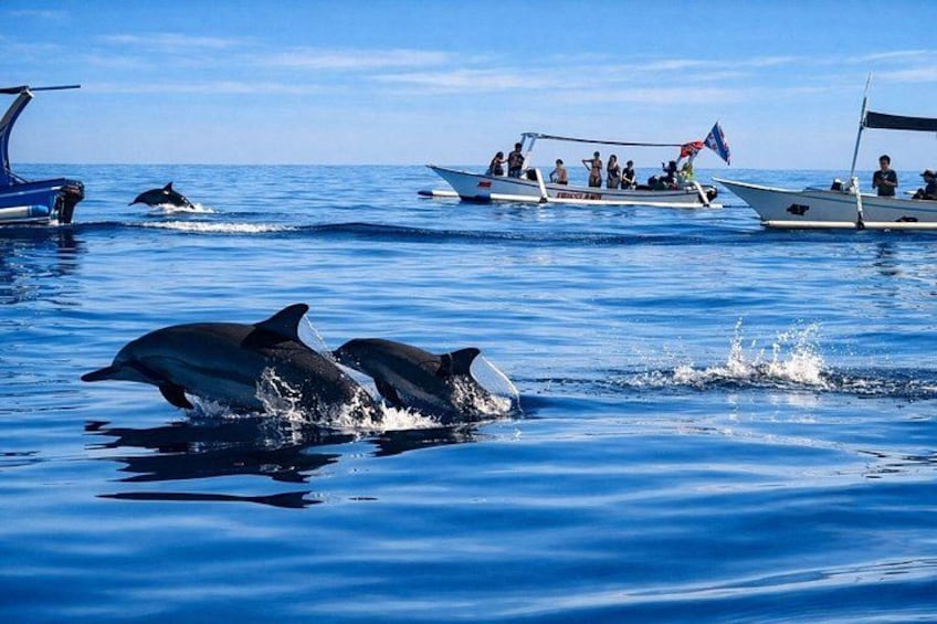 Lovina Dolphin Tour, Swimming with Dolphin and Snorkeling 1